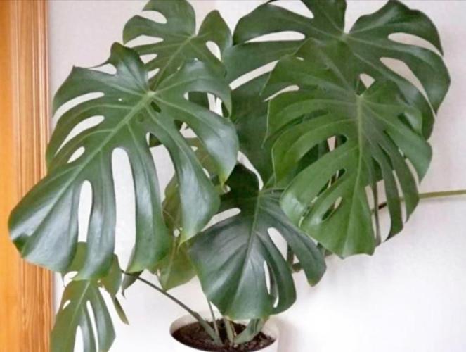 龜背芋風水示意圖