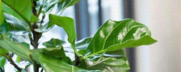 琴葉榕風水
