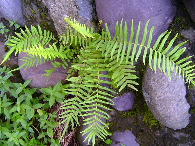 常見蕨類植物示意圖